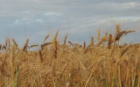 Plantio de trigo chega a 88% da área no Rio Grande do Sul