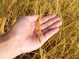 Como plantar arroz - passo a passo + DICAS importantes