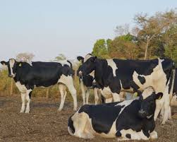 Quantos litros de leite uma vaca produz por dia? - Boi Saúde