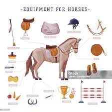 Acessórios para Cavalos e Cavaleiros: Guia Completo