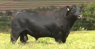 Touro Angus PO sai por R$ 39.000 em virtual da Reconquista Agropecuária • Portal DBO