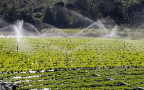 Irrigação por aspersão: saiba sobre esse assunto! - AgroPós
