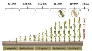 Conheça todas as fases do trigo! - AgroPós