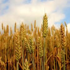Plantação de trigo: como garantir alta produtividade no cultivo do cereal? | Terra de cultivo