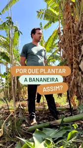 Agroflorestando (@agroflorestando_) - Plantando Bananeira de Cabeça Para Baixo: Técnica e Cuidados