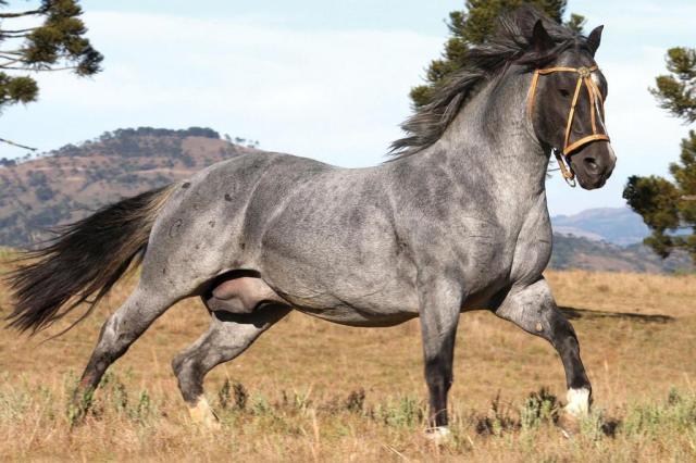 Conheça as curiosidades, números e 15 cores do cavalo Crioulo de alma gaúcha