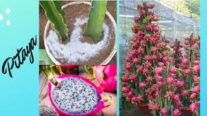COMO plantar PITAYA ( Dicas preciosas)