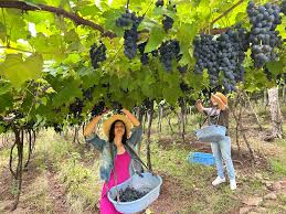 Vindima 2025 com Pisa das Uvas na Vinícola Della Mastela - Wine Locals