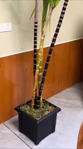 Como Cultivar Cana de Açúcar em Casa