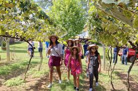 Vinícolas de São Roque celebram colheita da uva com festa - Catraca Livre