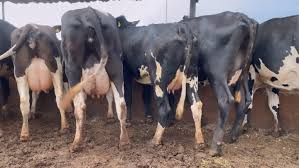 Venda de Gado leiteiro🐄 (@fazendavaledoleite_go) • Instagram photos and videos
