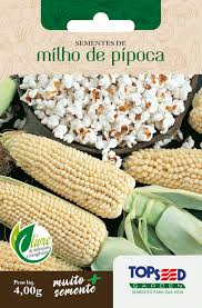 Semente MILHO DE PIPOCA