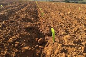 Sim, é possível germinar seu cultivo com irrigação por gotejamento subterrâneo - Portal do Agronegócio