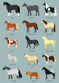Raças do cavalo ajustadas ilustração do vetor. Ilustração de pintura - 88086175