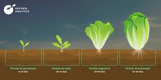 Como Plantar Alface: Plantio Comercial, Cuidados E Colheita