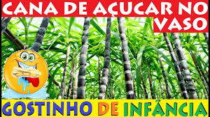 Como plantar cana de açúcar em vasos! Do Plantio a colheita!