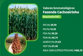 Sorgo Forrageiro: Segurança Alimentar para o seu Rebanho