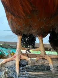 As esporas de galo precisam ser cortadas ou lixadas? : r/chickens