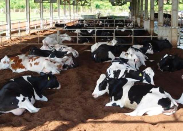 Confinamento de gado de leite em pequenas propriedades: veja dicas do especialista! - Giro do Boi