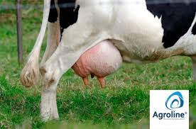 7 maneiras para aumentar a produção de leite em vacas