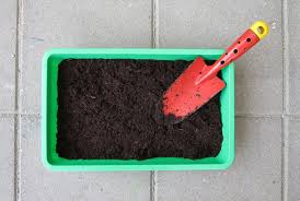 Aprenda como plantar pimenta-do-reino em casa! | Petz