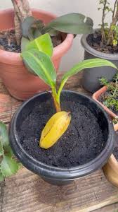 Como plantar BANANA em sua casa! | Facebook