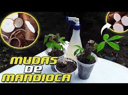 Guia Prático: Como Plantar Soja no Quintal Passo a Passo