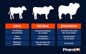 Conheça as diferenças entre cria, recria e engorda