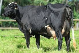 Girolando: Compre Novilhas, Vacas e Bezerras da Raça Girolando de Alta Qualidade