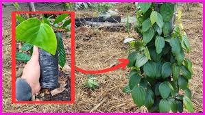 COMO FAZER MUDA DE PIMENTA DO REINO?