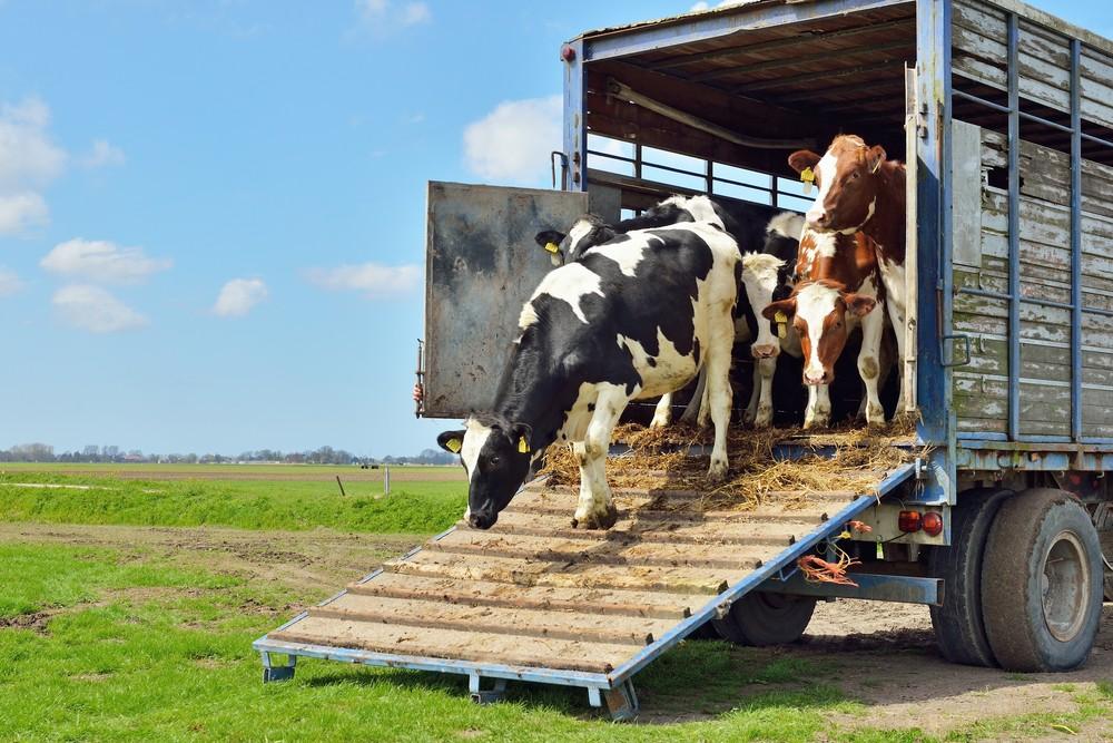 Contran atualiza regras sobre transporte de carga viva - WM Borrachas | Pisos de borracha para transporte de animais