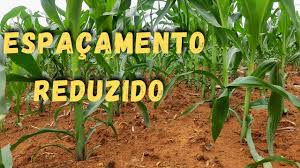 Qual é o melhor espaçamento para plantar milho ? Menor que já plantamos.