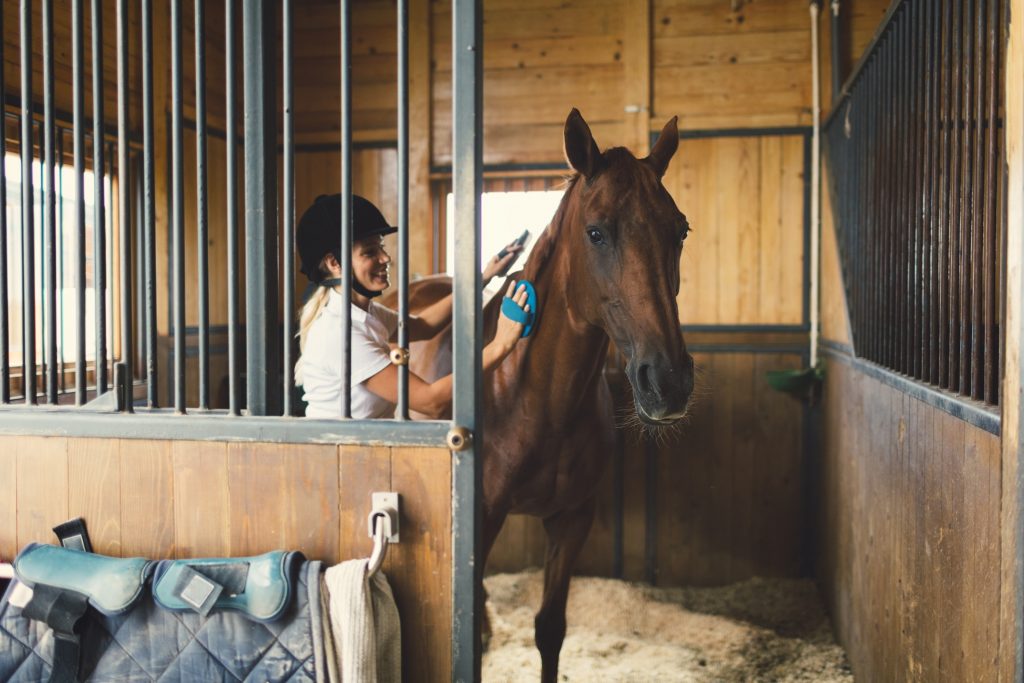 como cuidar de um cavalo