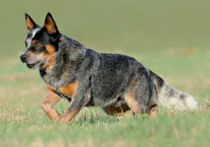 cães para fazenda