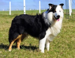 cães para fazenda