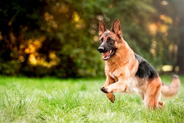 cães para fazenda