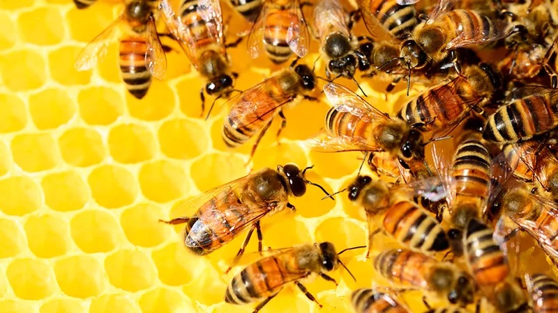 começar a trabalhar com apicultura