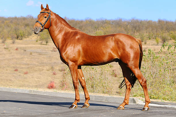 Saiba o que é necessário para ter um cavalo como animal de