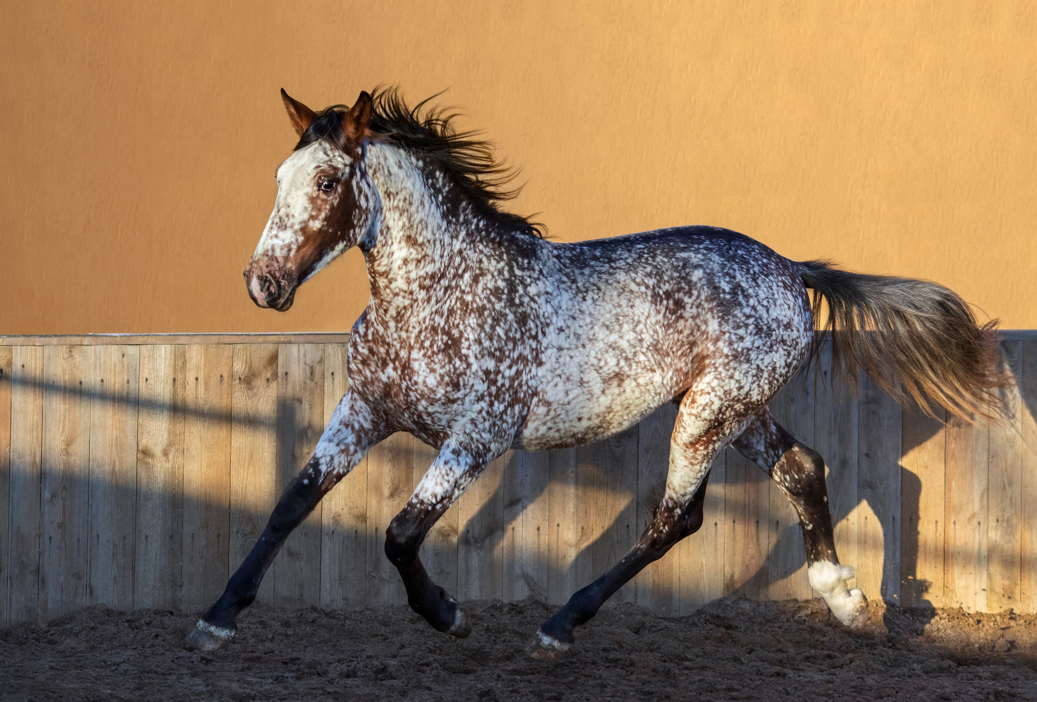 Cavalo Mistura de espanhol e appaloos