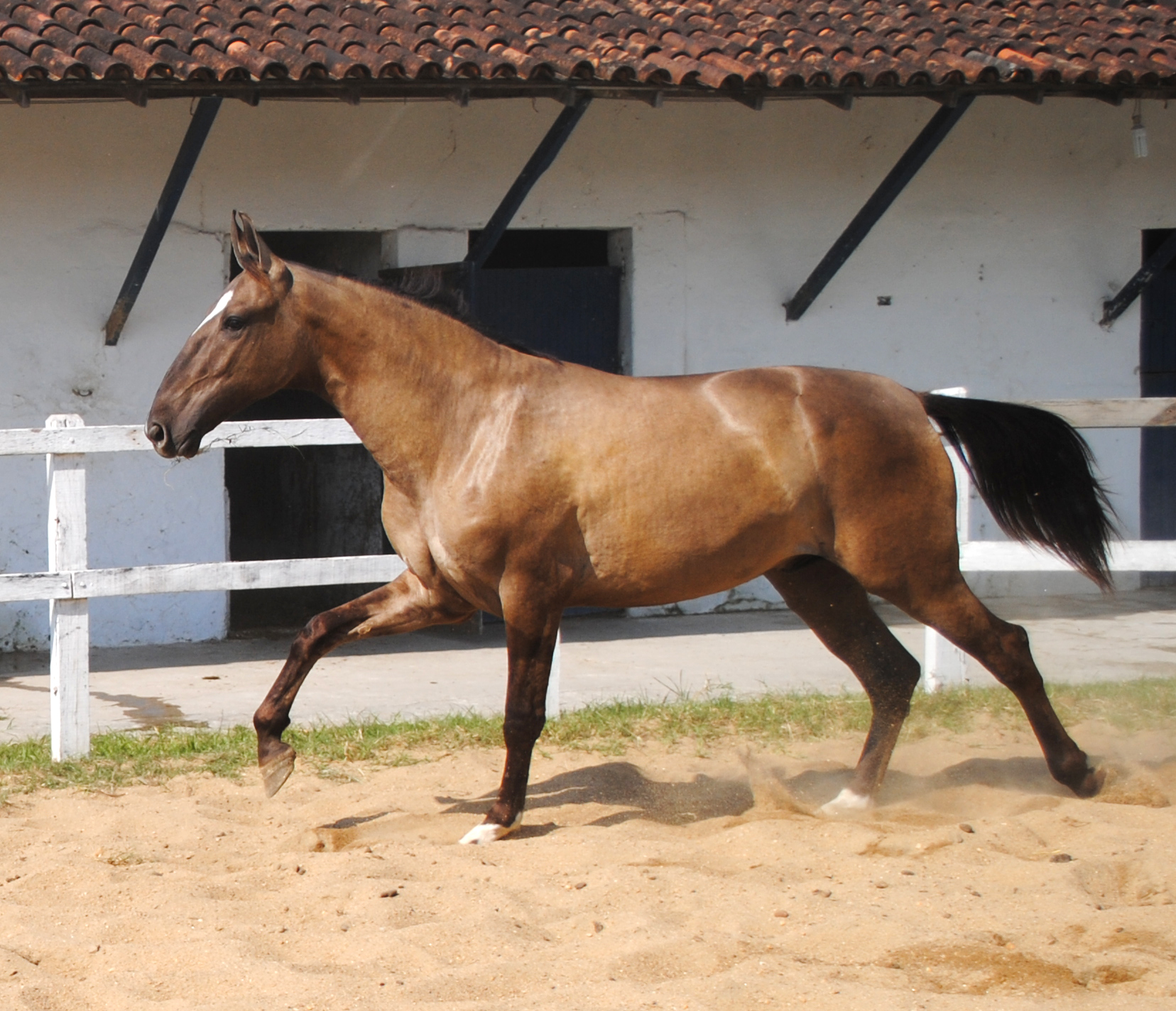 Cavalo Campolina
