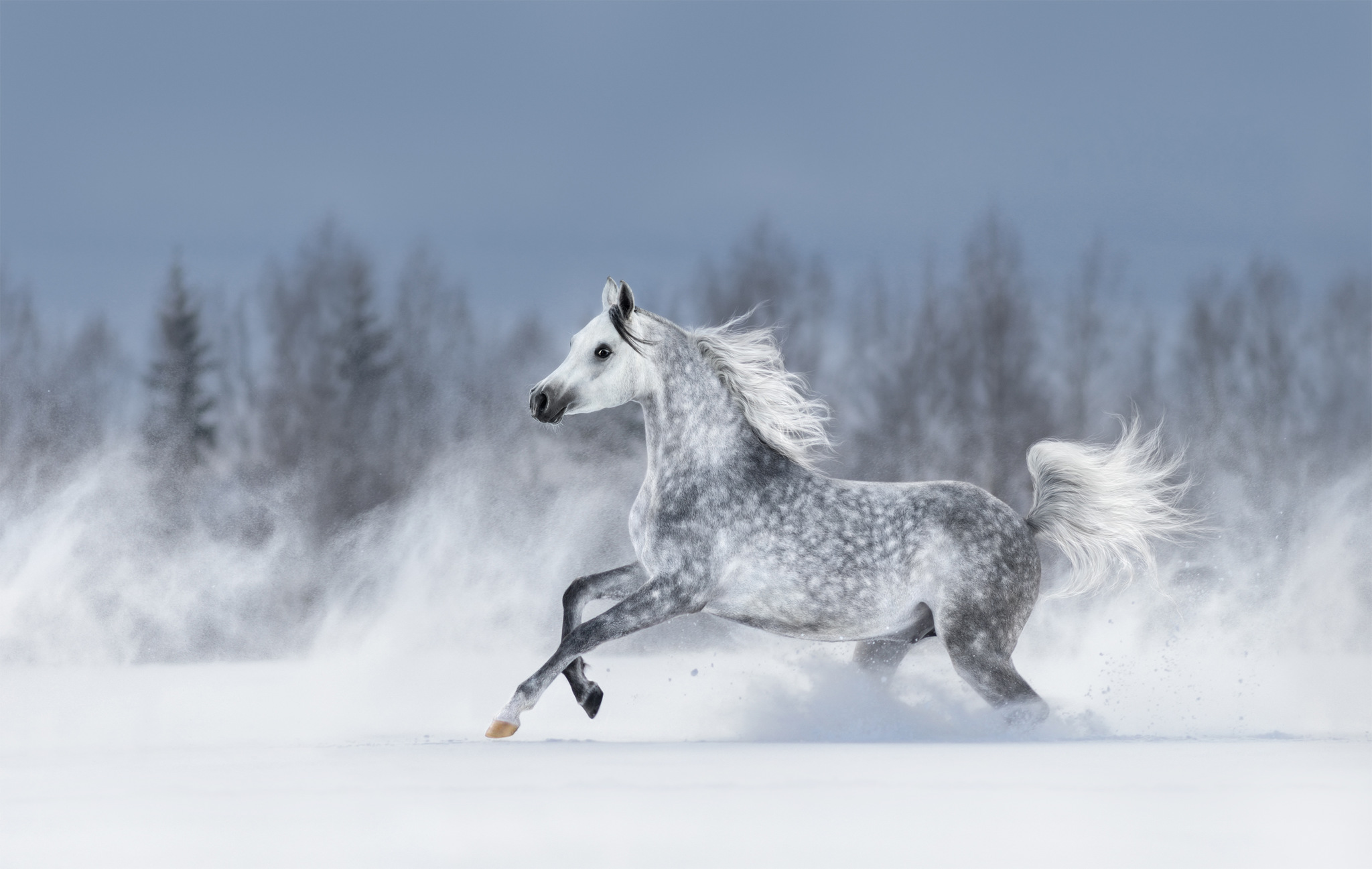 cavalo árabe cinza na neve