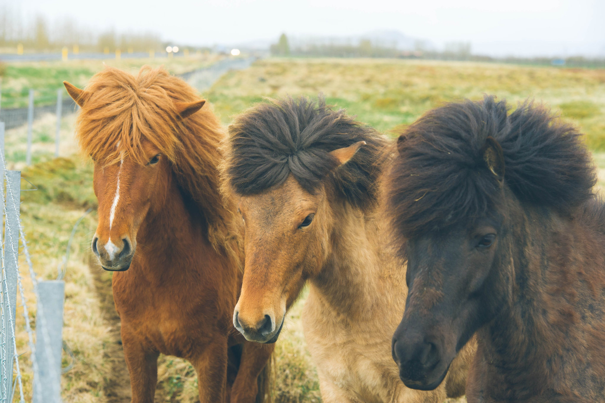 Cavalo Ponêi Islandês