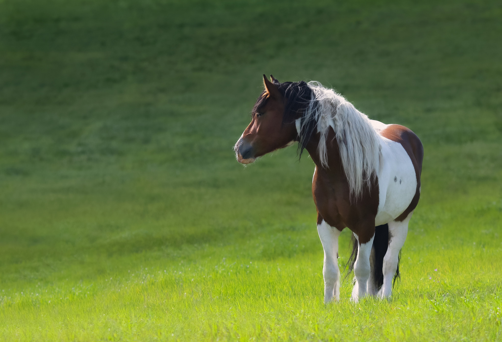 Cavalo Mustang em pé na grama