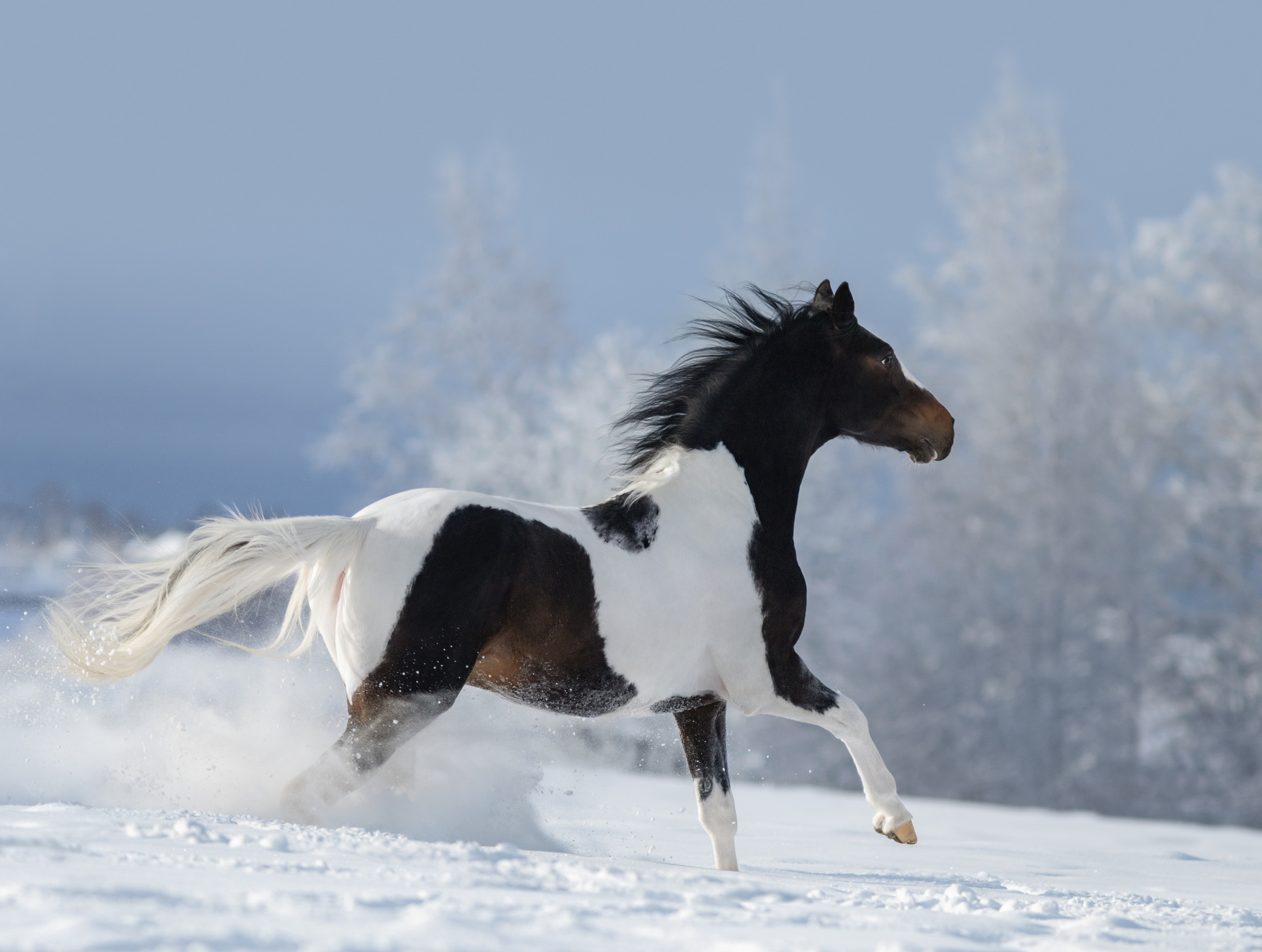 Cavalo galopando na neve