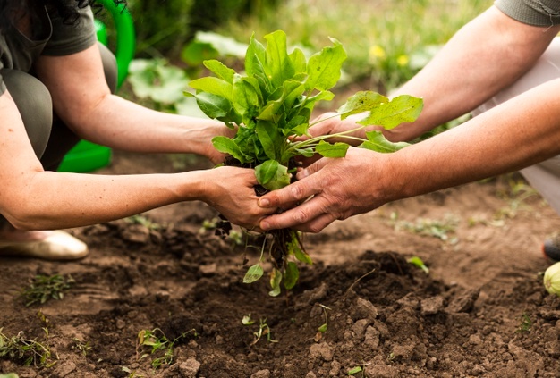 5 dicas de fertilizantes orgânicos para a sua fazenda