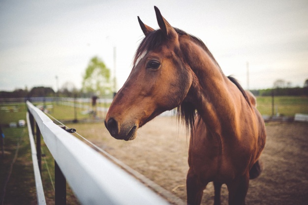 Por que ter um cavalo faz bem à saúde?