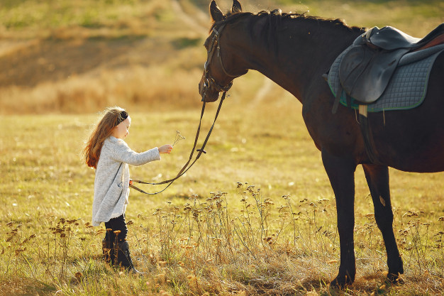 5 dicas para escolher um cavalo