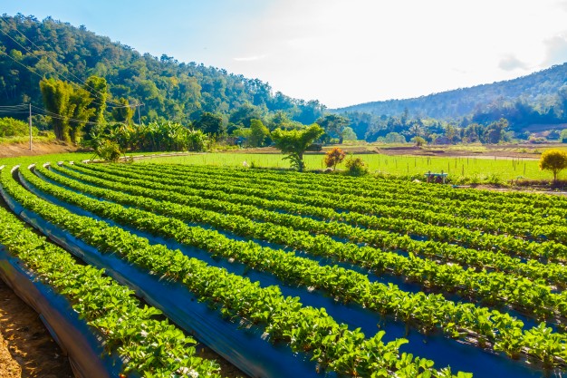 Agricultura de Precisão