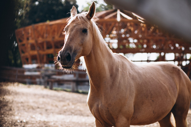 7 segredos para cuidar da pelagem do seu cavalo