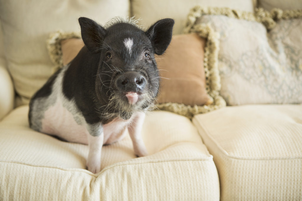 características de um porco doméstico